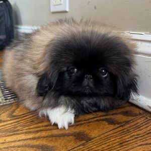 Meet your Posher, Cooper